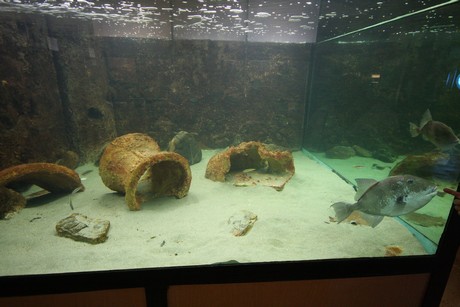 aquarium