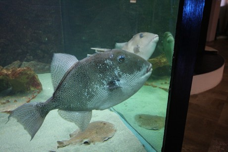 aquarium