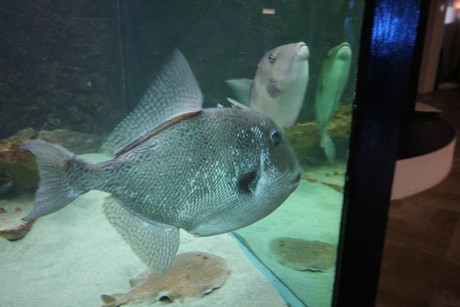 aquarium