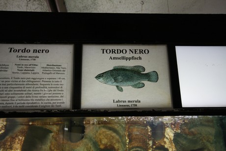 aquarium