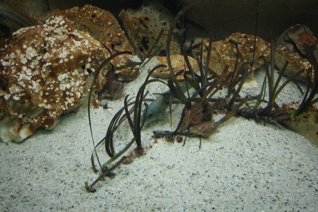 aquarium