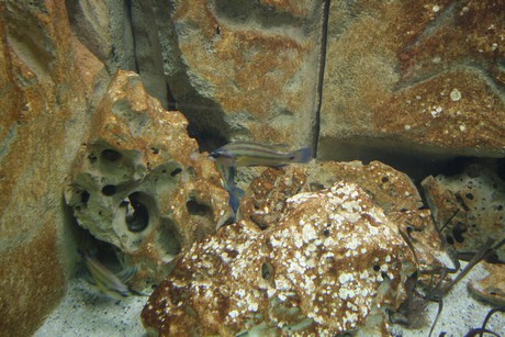 aquarium
