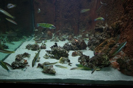 aquarium