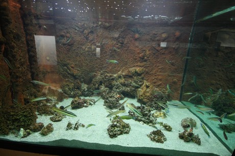 aquarium