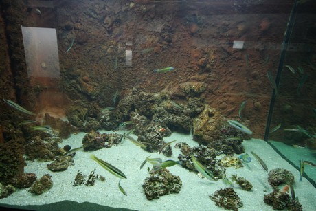 aquarium