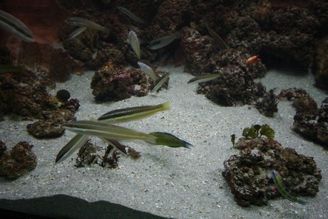 aquarium