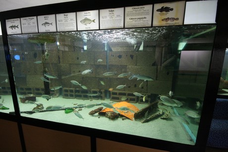aquarium