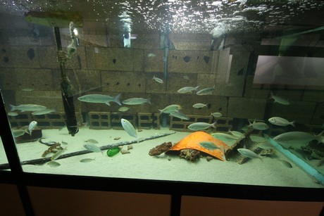aquarium