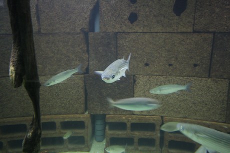 aquarium