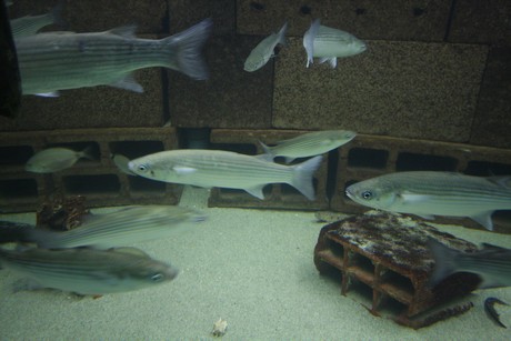 aquarium