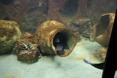 aquarium