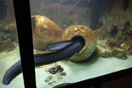 aquarium