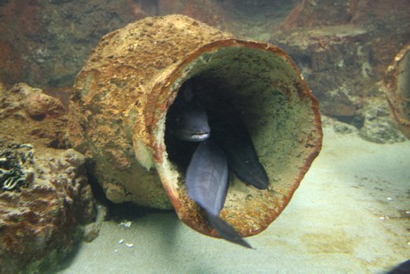 aquarium