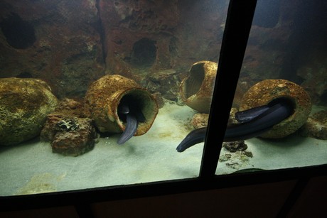 aquarium