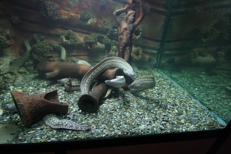 aquarium