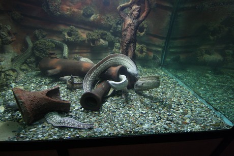 aquarium