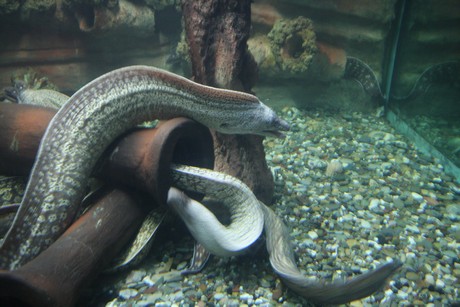 aquarium