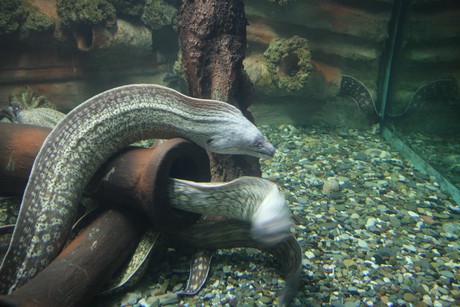 aquarium
