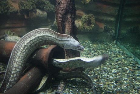 aquarium