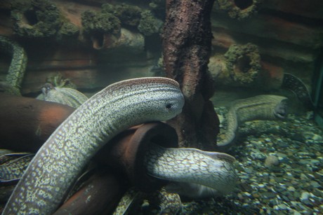 aquarium