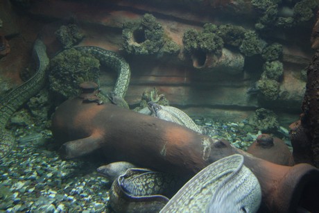 aquarium