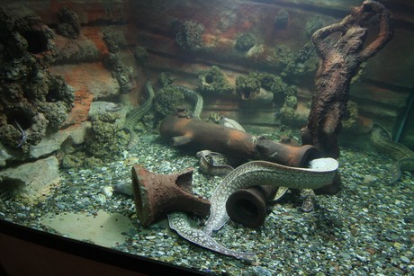 aquarium