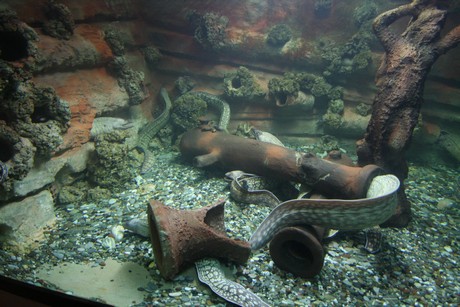 aquarium