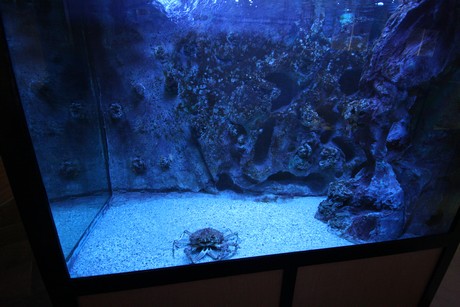aquarium