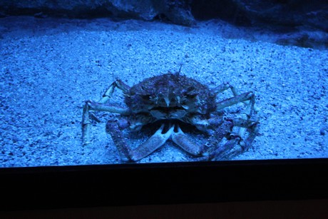 aquarium