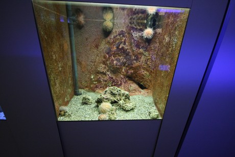 aquarium