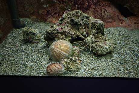 aquarium