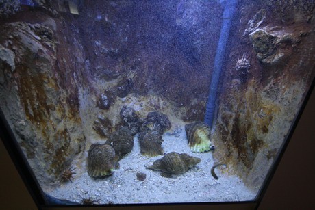 aquarium