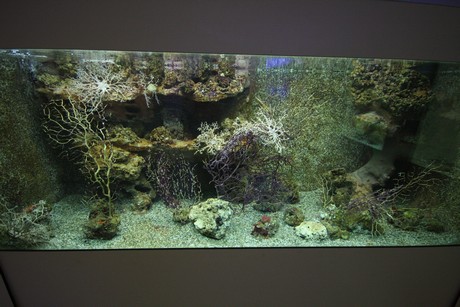 aquarium