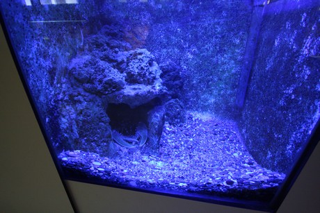 aquarium