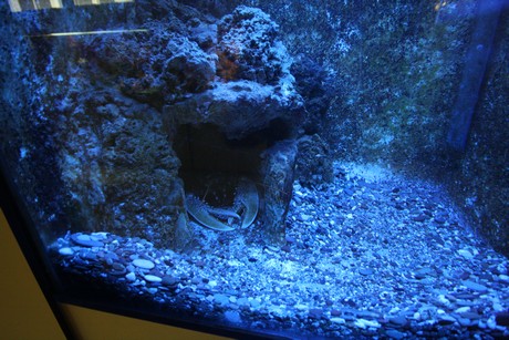 aquarium