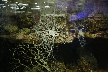aquarium