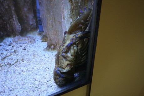 aquarium