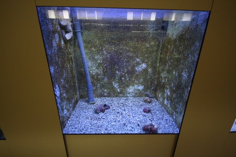 aquarium