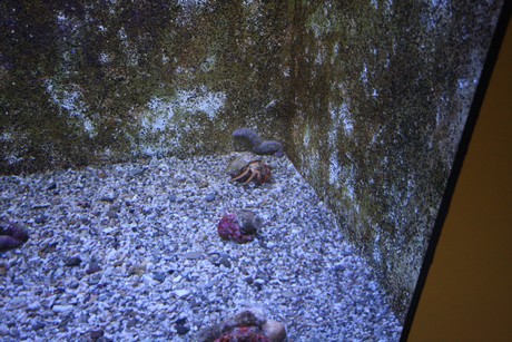 aquarium