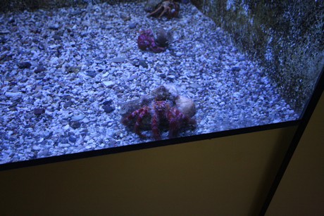 aquarium