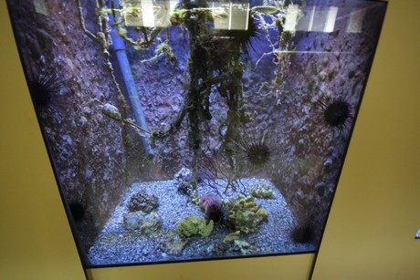 aquarium