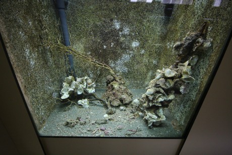 aquarium