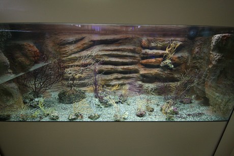 aquarium