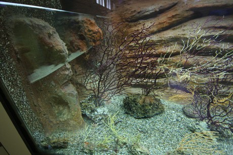 aquarium