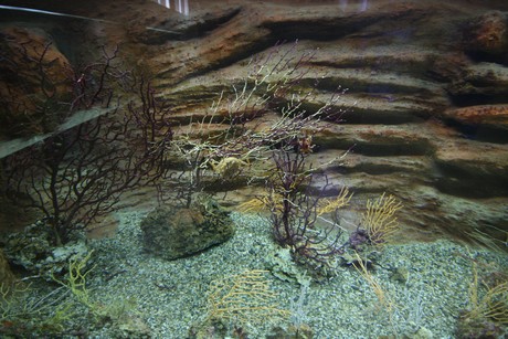aquarium