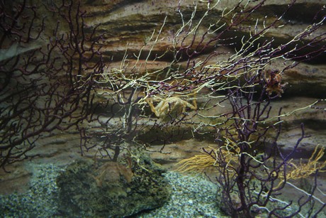 aquarium