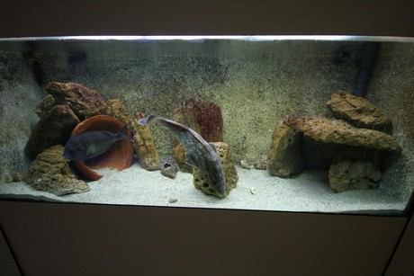 aquarium