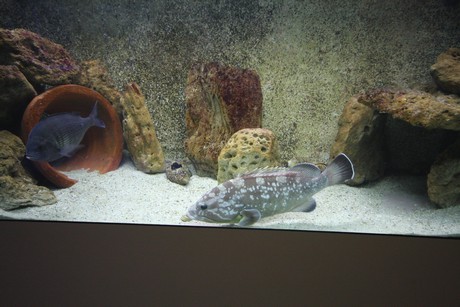aquarium