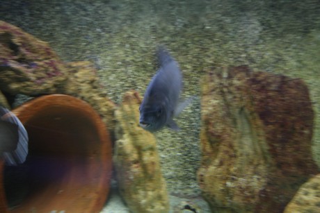 aquarium