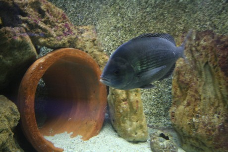 aquarium